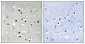MEF2C (Phospho-Ser396) Antibody